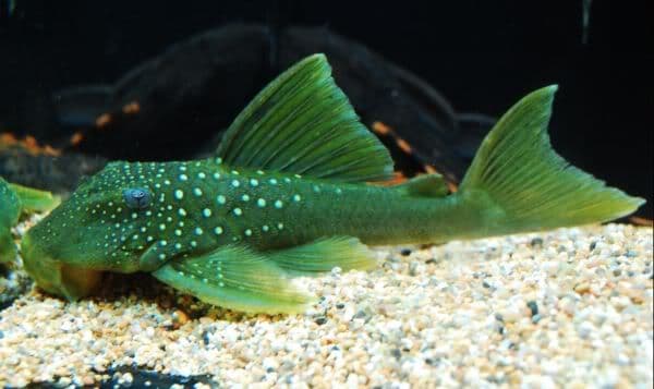 Jenis-Jenis Ikan pleco_Green Phantom