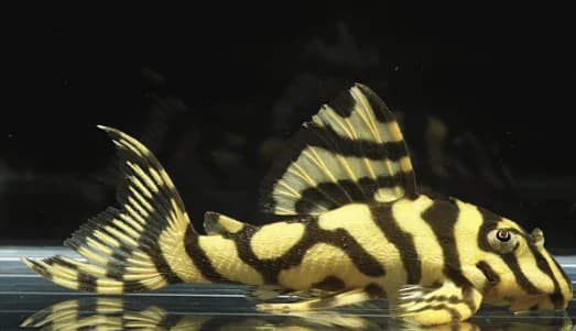 Jenis-Jenis Ikan pleco_Leopard Frog Pleco