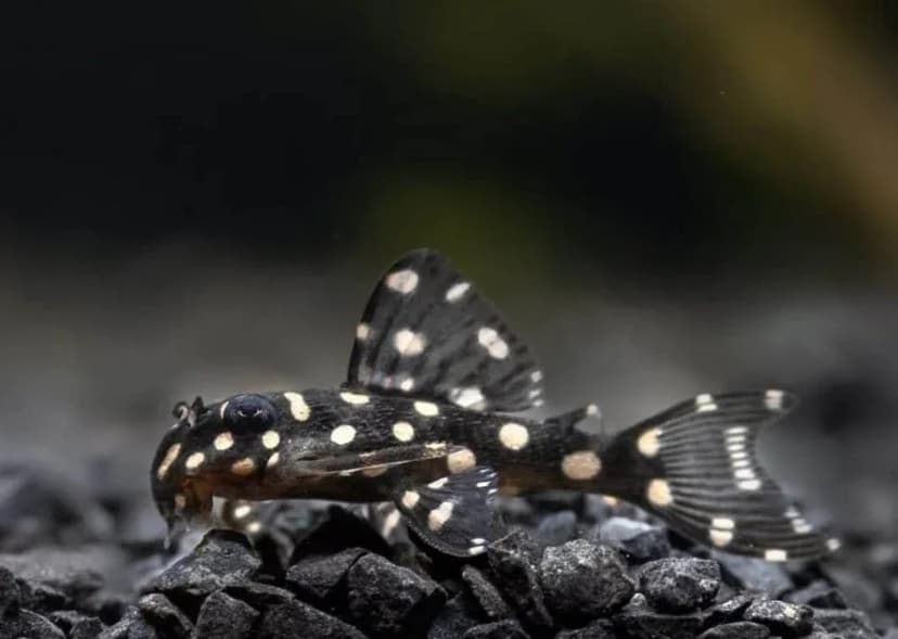 Jenis-Jenis Ikan pleco_Snowball pleco