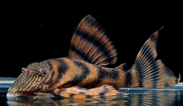 Jenis-Jenis Ikan pleco_Tiger Plecostomus