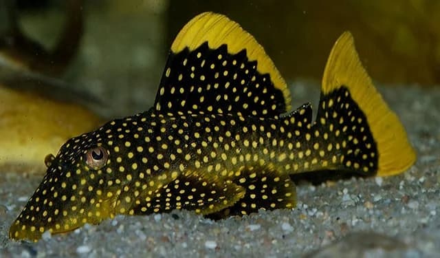 Jenis-Jenis Ikan pleco_Xingu Baryancistrus