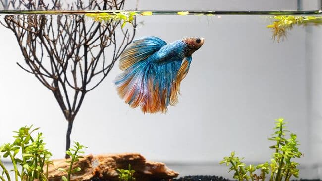 Lingkungan Tempat Tinggal yang Sehat Untuk Memaksimalkan Warna Ikan Cupang