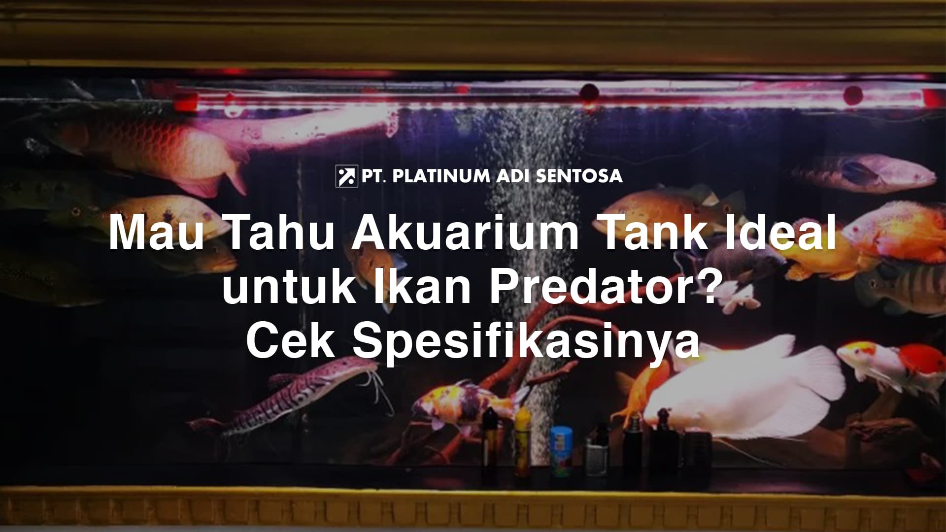 Mau Tahu Akuarium Tank Ideal untuk Ikan Predator? Cek Spesifikasinya