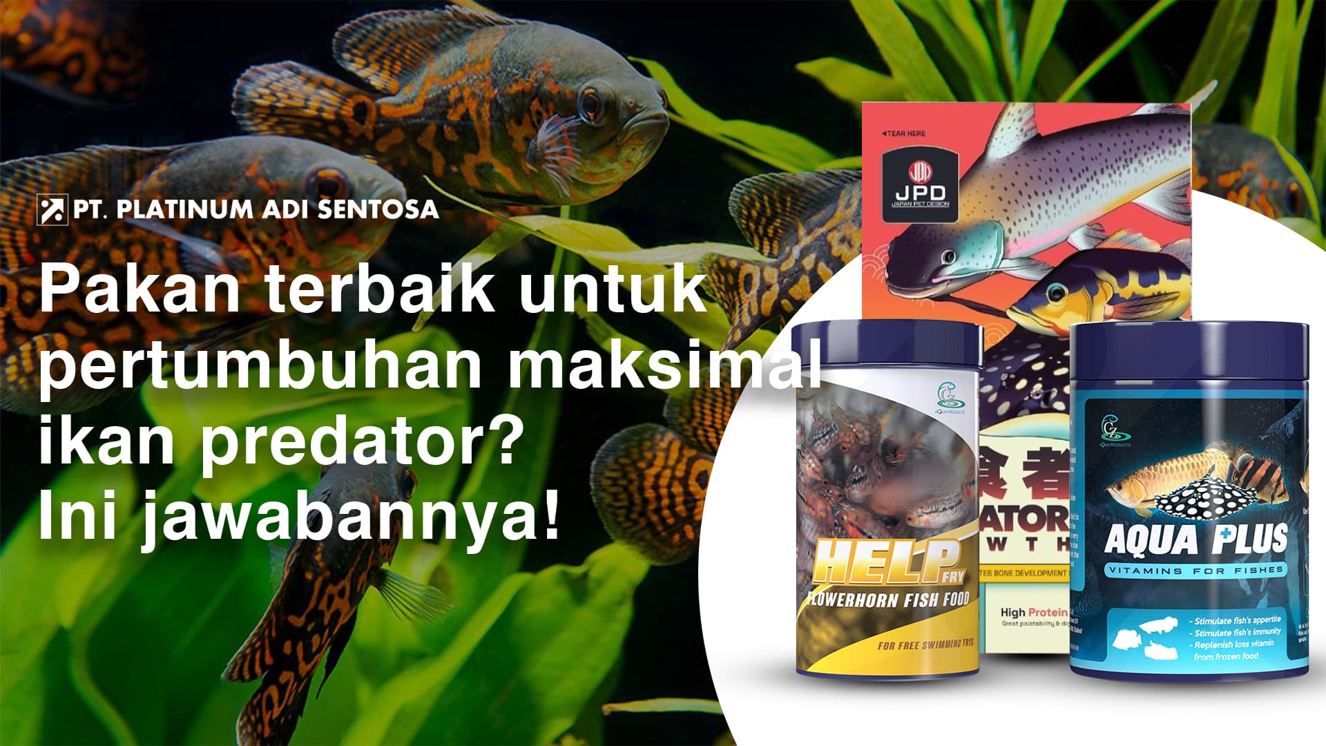 Pakan terbaik untuk pertumbuhan maksimal ikan predator? Ini jawabannya!