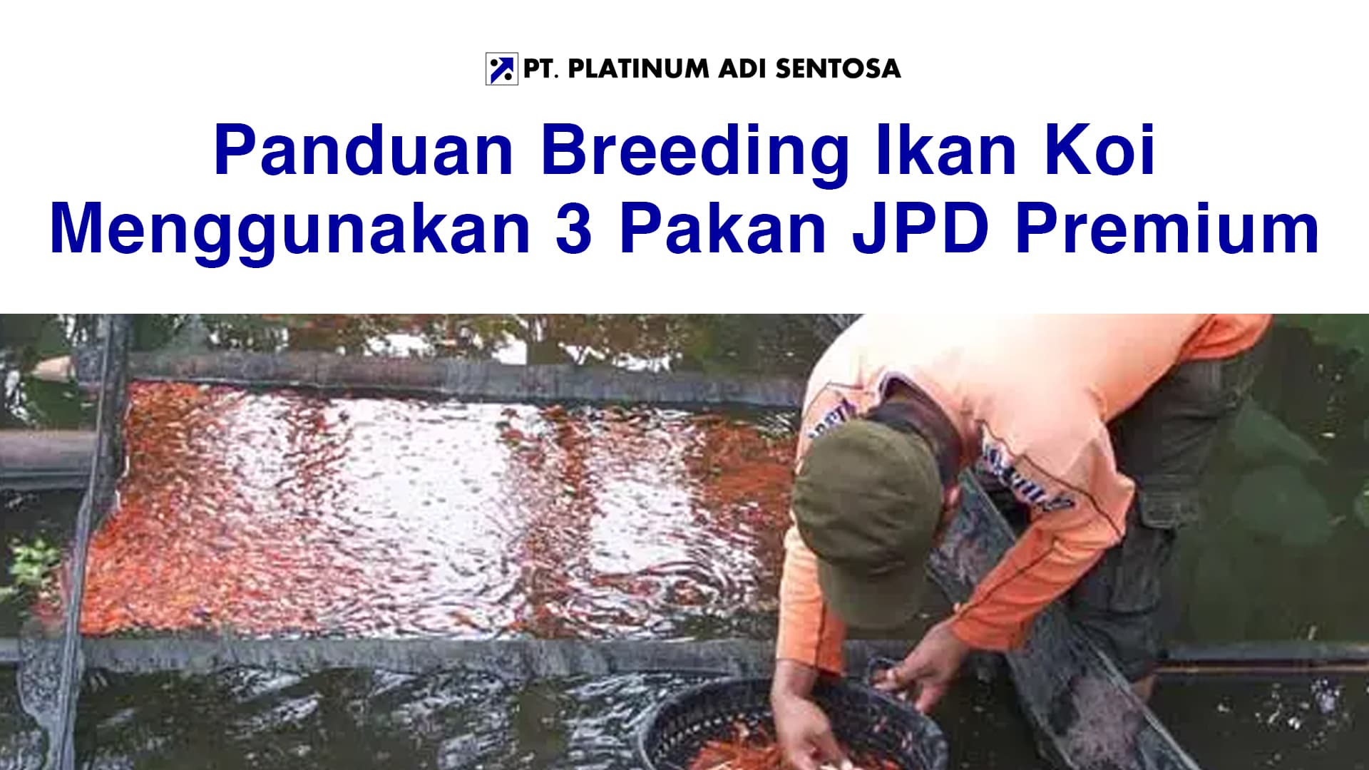 Panduan Breeding Ikan Koi Menggunakan 3 Pakan JPD Premium
