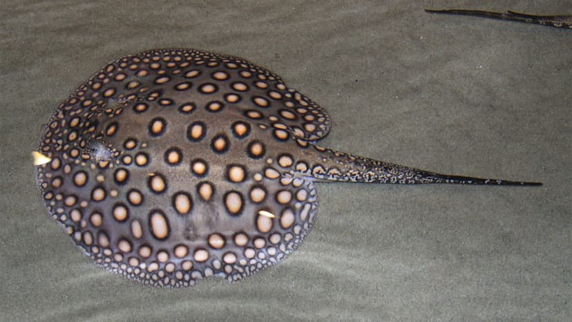 Potamotrygon Motoro