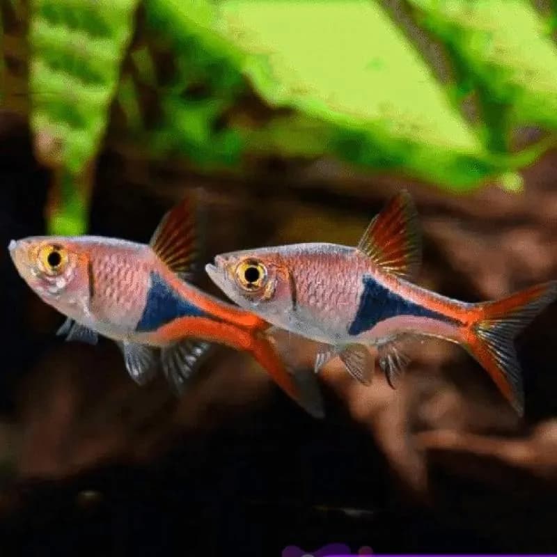 Tankmate Yang Cocok Dengan Ikan Pleco_Rasbora
