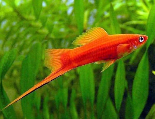 Tankmate Yang Cocok Dengan Ikan Pleco_Swordtail