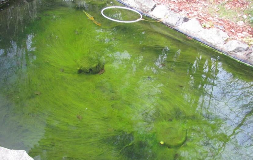 Apa Penyebab Utama Air Kolam Menjadi Keruh