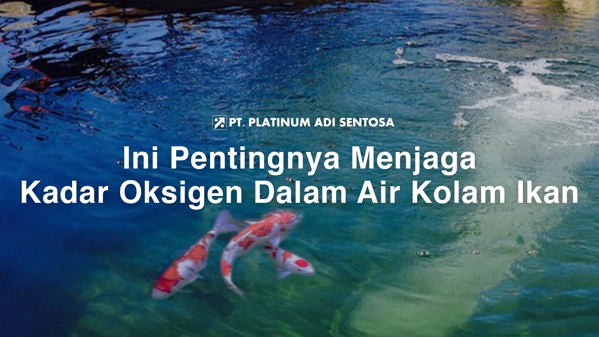 Ini Pentingnya Menjaga Kadar Oksigen Dalam Air Kolam Ikan
