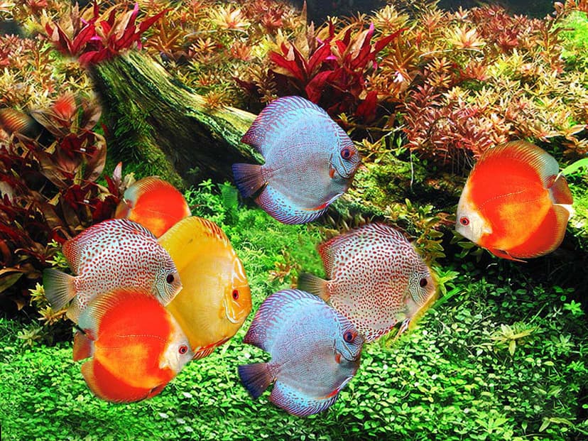 Kategori Penilaian Kecantikan dalam Kontes Ikan Discus