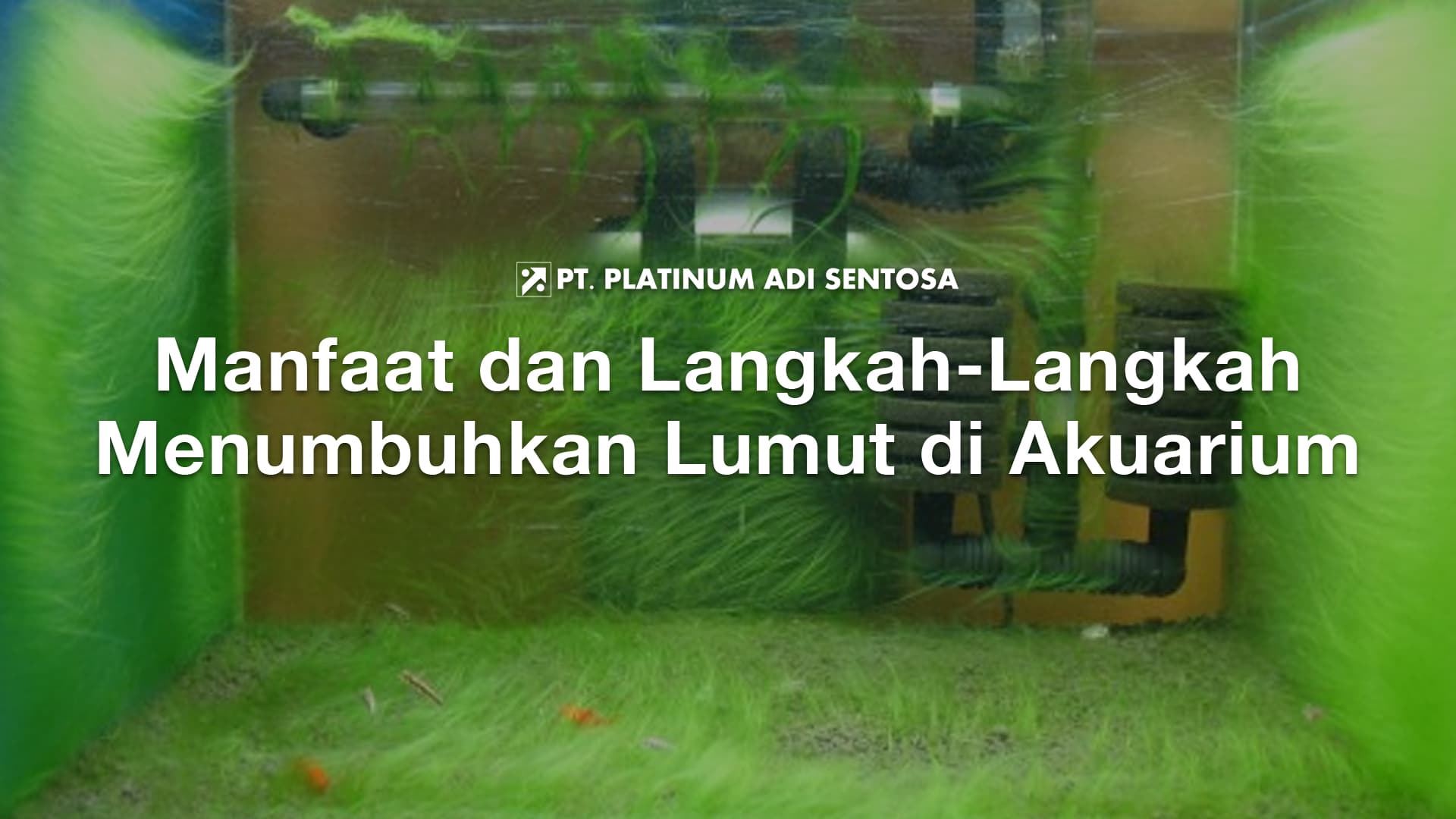 Manfaat dan Langkah-Langkah Menumbuhkan Lumut di Akuarium