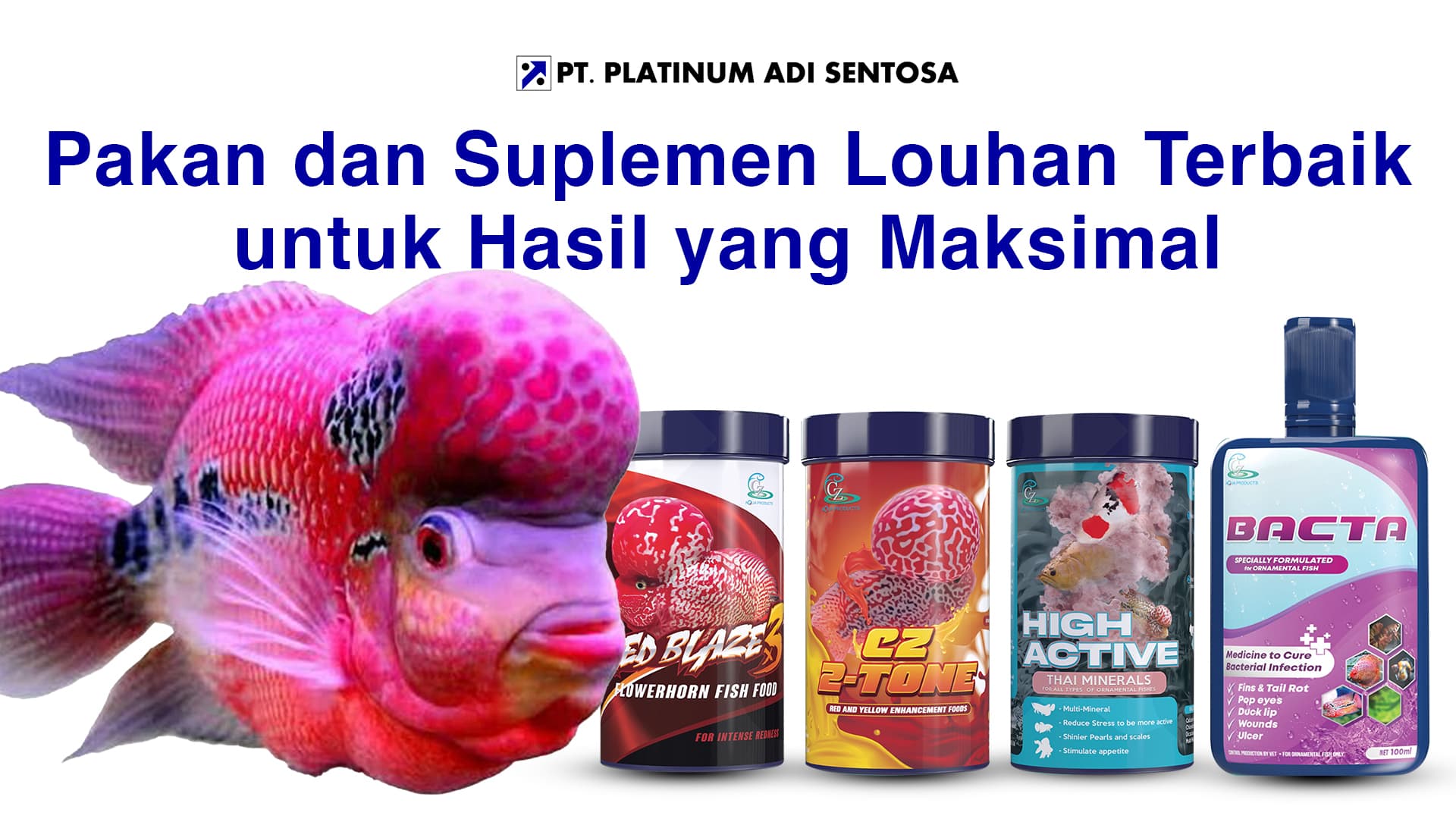 Pakan dan Suplemen Louhan Terbaik untuk Hasil yang Maksimal