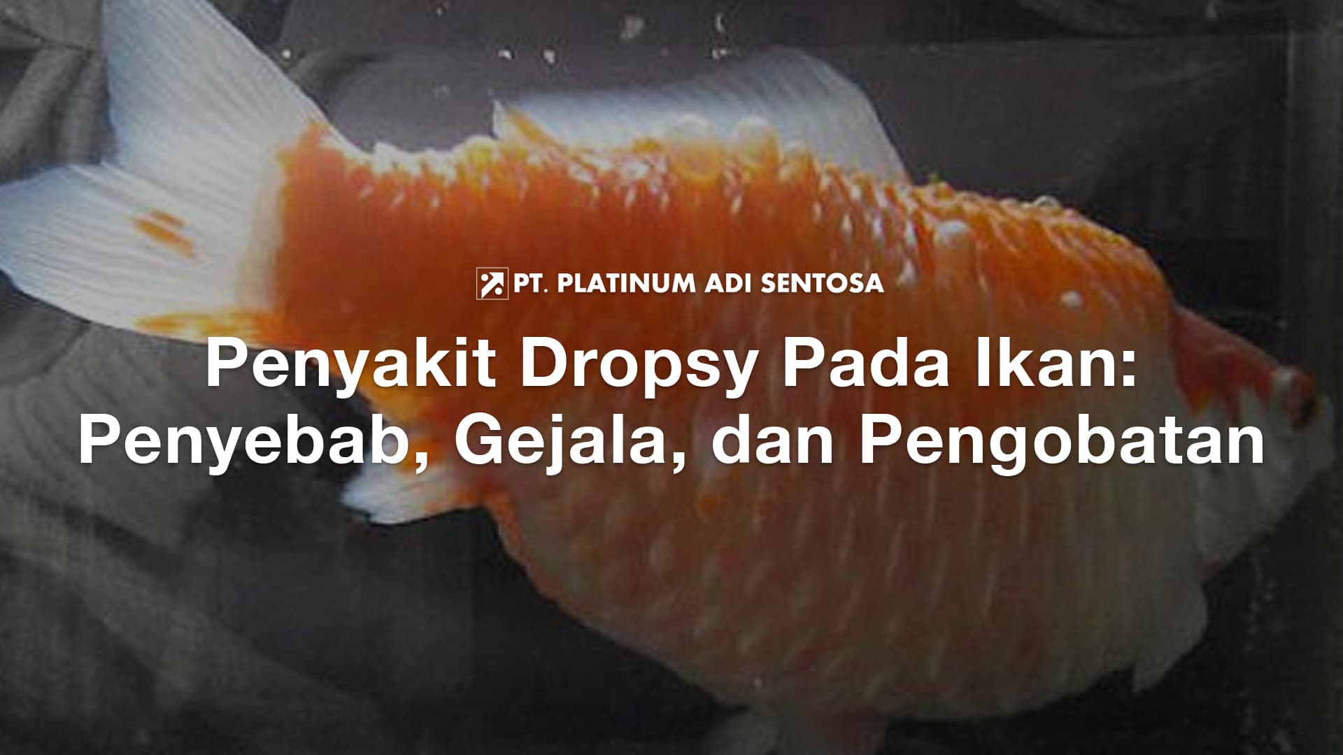 Penyakit Dropsy Pada Ikan: Penyebab, Gejala, dan Pengobatan