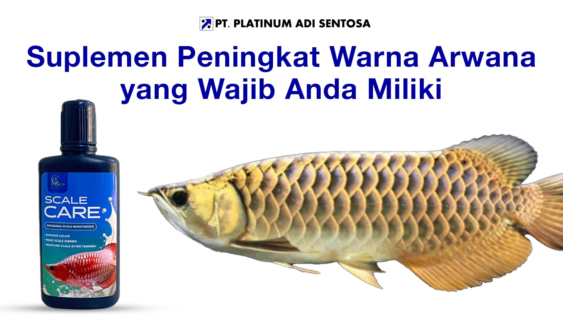 Suplemen Peningkat Warna Arwana yang Wajib Anda Miliki