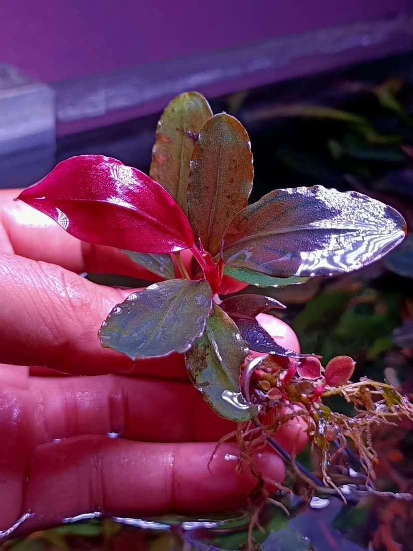 Bucephalandra