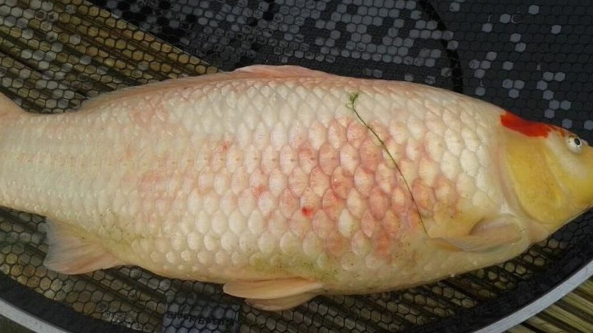 Cegah Infeksi Aeromonas Pada Ikan Hias Dengan 2 Produk Ini