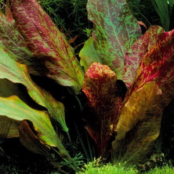 Echinodorus 'Ozelot'