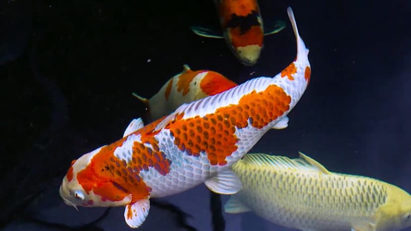 Faktor Lingkungan yang Mempengaruhi Pigmen Warna Koi