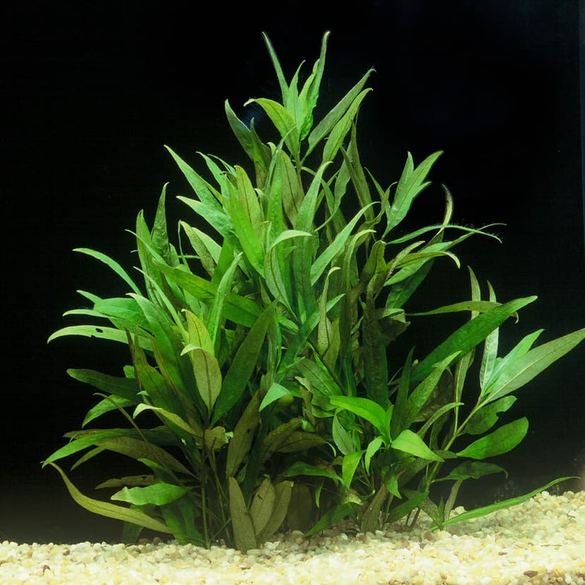 Hygrophila Corymbosa 'Siamensis'