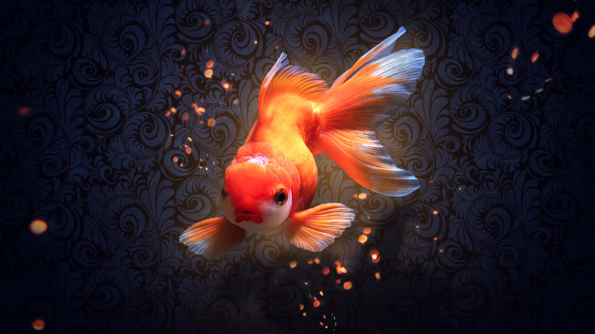 Ini Faktor Keberhasilan Mengeluarkan Warna Cerah Goldfish