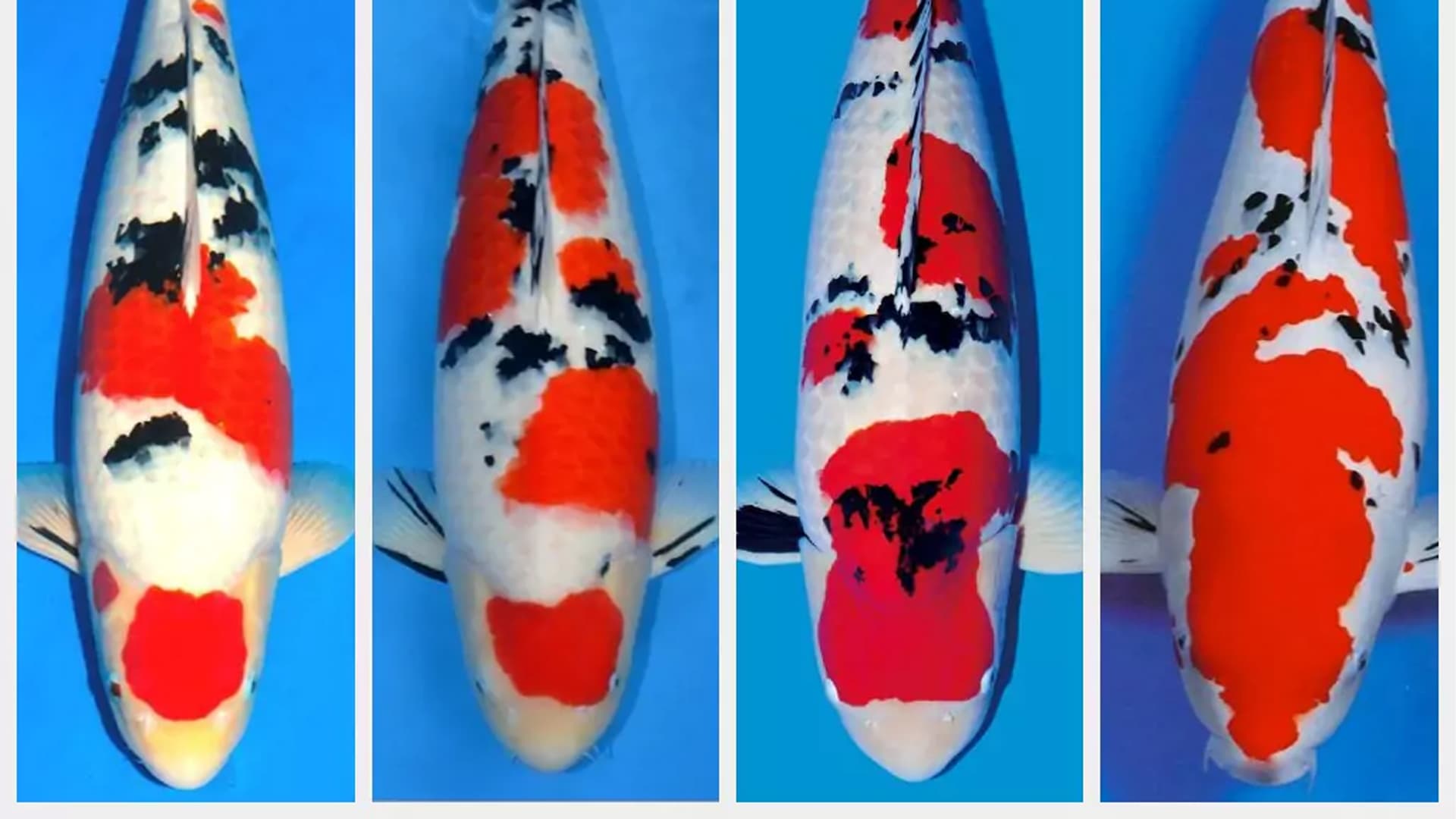 Kenali Pigmen Koi dan Pentingnya Nutrisi untuk Warna yang Lebih Tajam