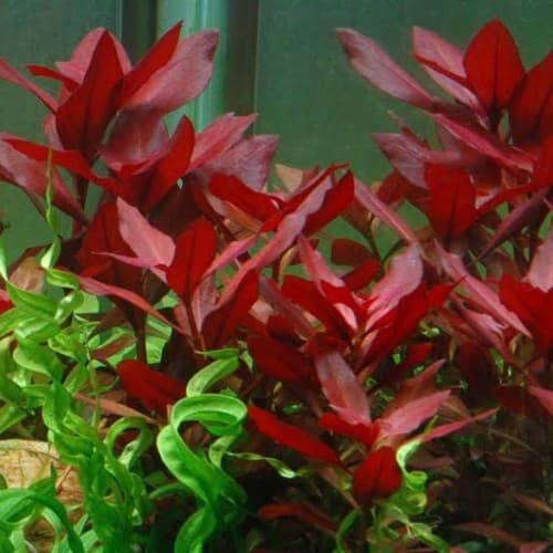 Ludwigia Repens