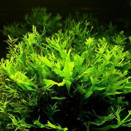 Microsorum Pteropus 'Windelov'