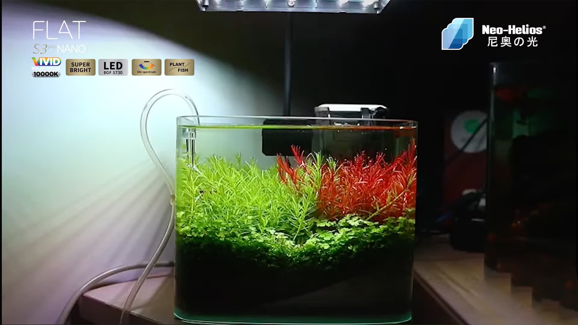 Rahasia Pertumbuhan Tanaman Mini Aquascape Agar Subur
