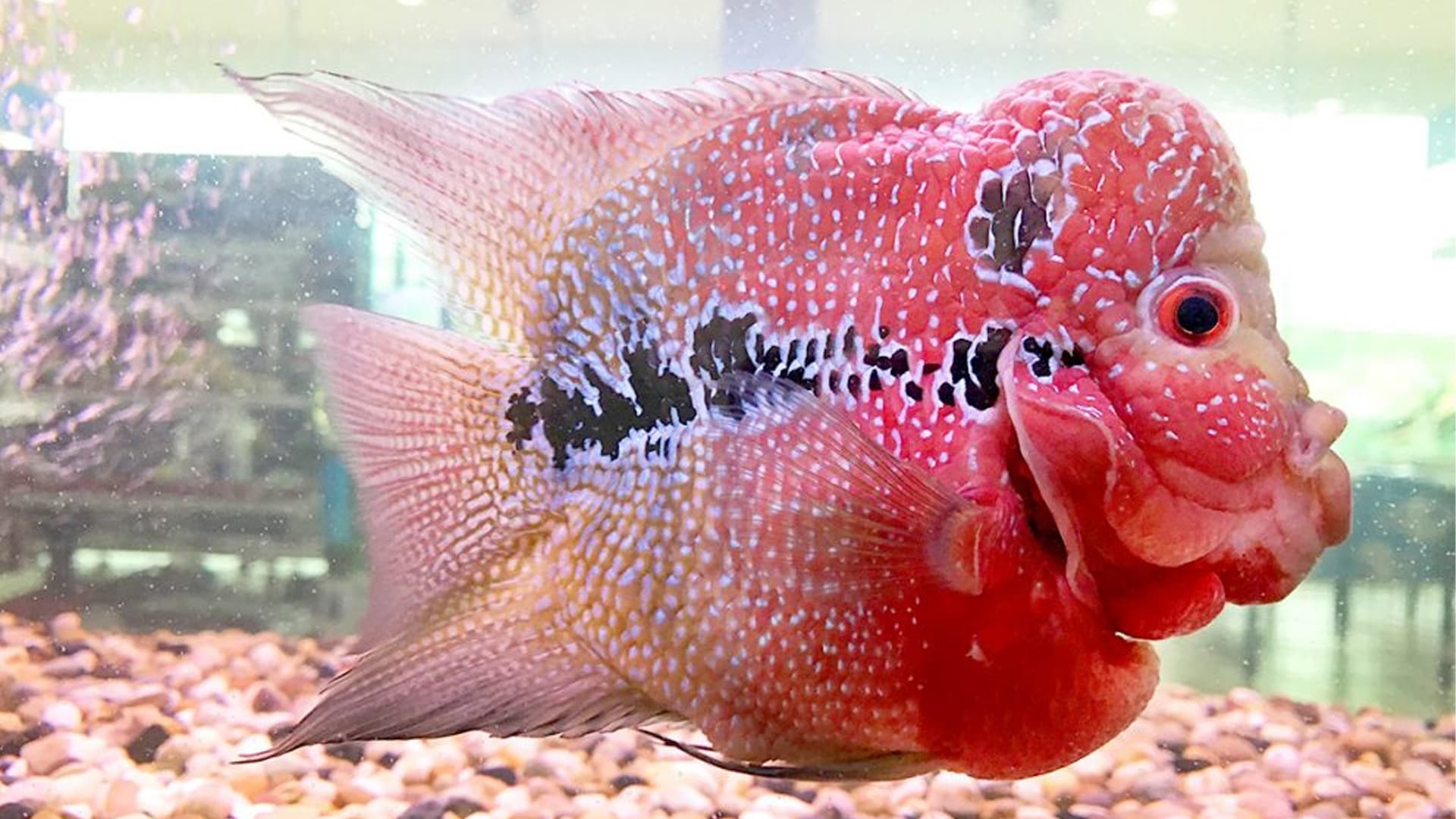 Ternyata Begini Cara Menebalkan Body Ikan Louhan Dengan Aman