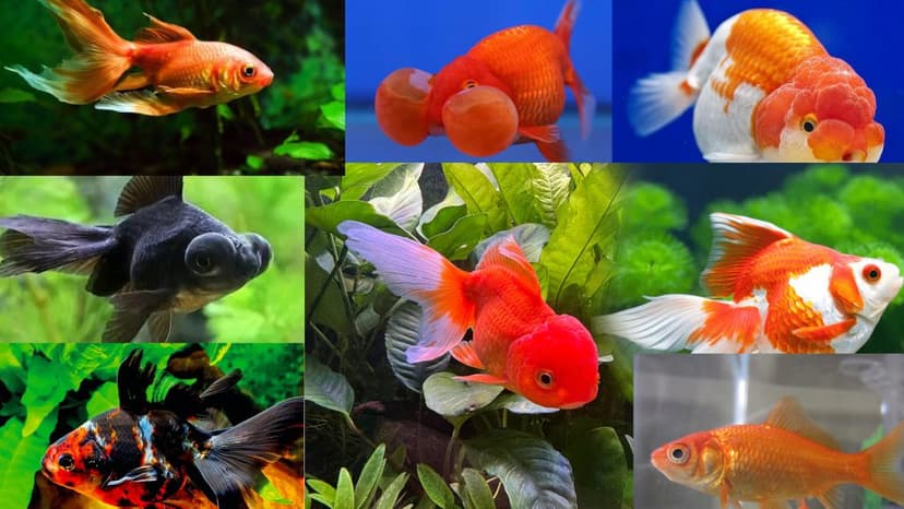 8 Jenis Goldfish Paling Populer dan Karakteristiknya