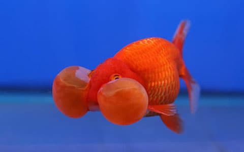 8 Jenis Goldfish Paling Populer yang Banyak Diminati Pecinta Ikan Hias_Bubble Eye Goldfish