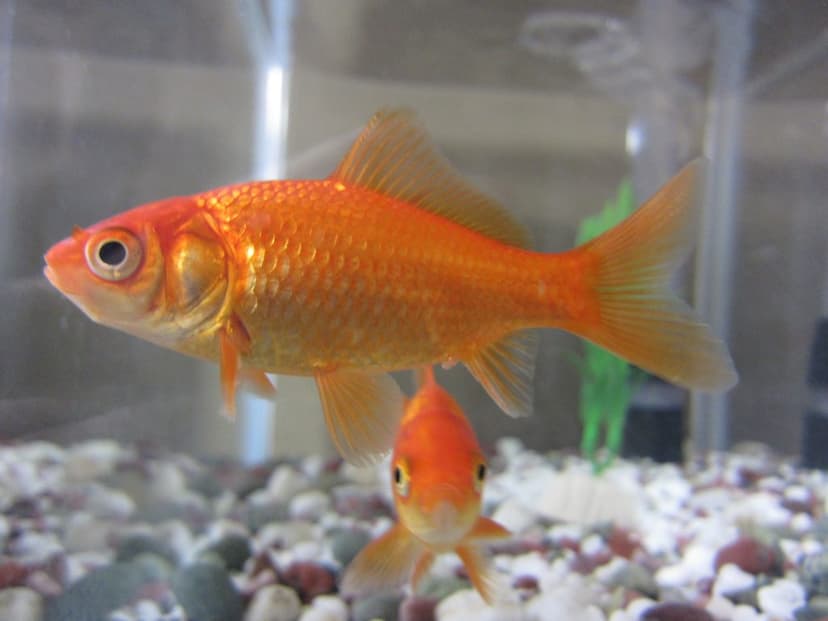 8 Jenis Goldfish Paling Populer yang Banyak Diminati Pecinta Ikan Hias_Common Goldfish