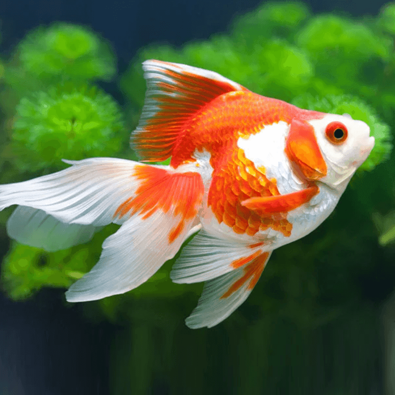 8 Jenis Goldfish Paling Populer yang Banyak Diminati Pecinta Ikan Hias_Ryukin Goldfish