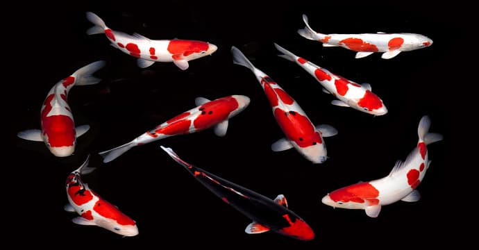Jenis-Jenis Ikan Hias yang Cocok untuk Kolam Taman_Ikan Kio