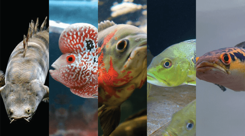 Kenali Jenis Ikan Predator Sebelum Melakukan Pemilihan indukan ikan predator