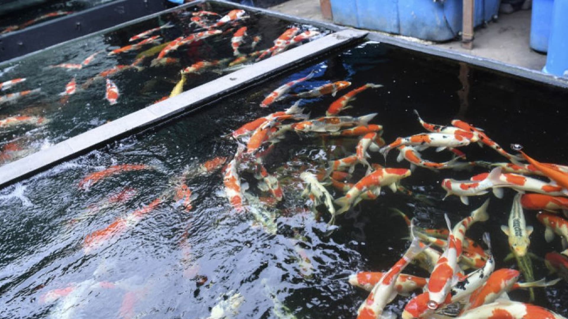 Potensi Ekonomi Ikan Hias Indonesia Secara Lokal dan Global
