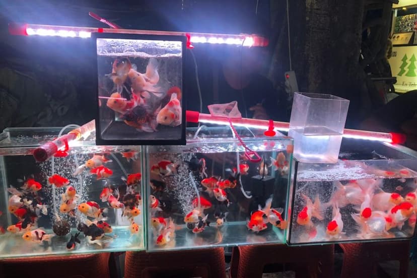 Potensi Ekonomi Ikan Hias Indonesia Secara Pasar Lokal
