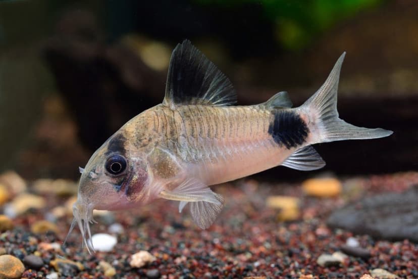 Tankmate Yang Cocok Untuk Ikan Molly_Corydoras