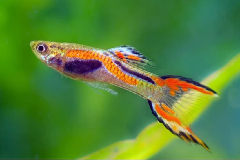 Tankmate Yang Cocok Untuk Ikan Molly_Endler