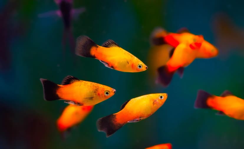 Tankmate Yang Cocok Untuk Ikan Molly_Platy