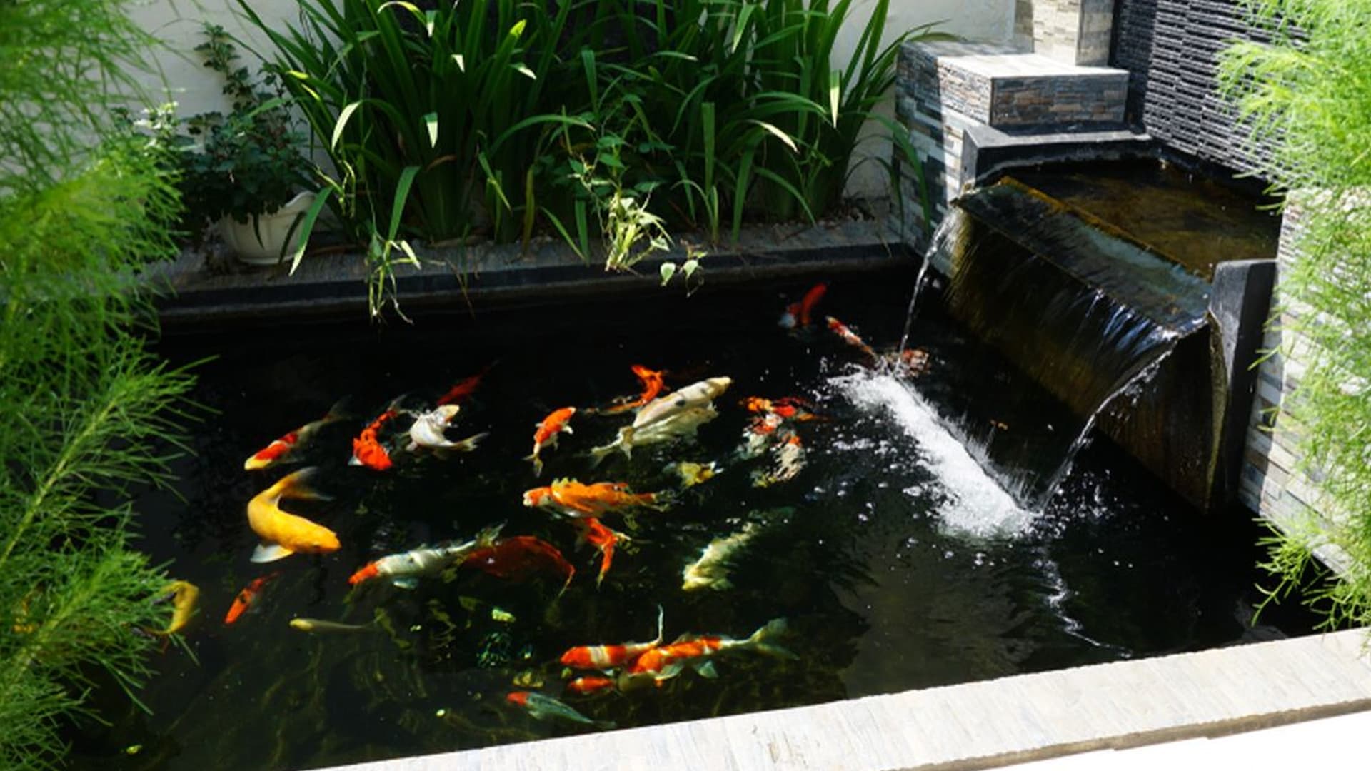 Ternyata Begini Cara Membuat Kolam Ikan Ideal dan Nyaman
