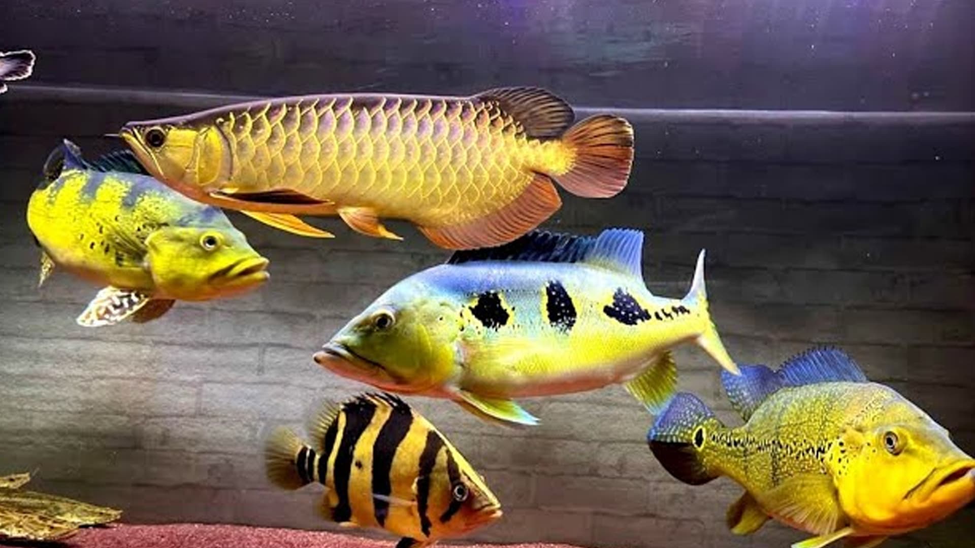 Tips Pemilihan Indukan Ikan Predator yang Berkualitas