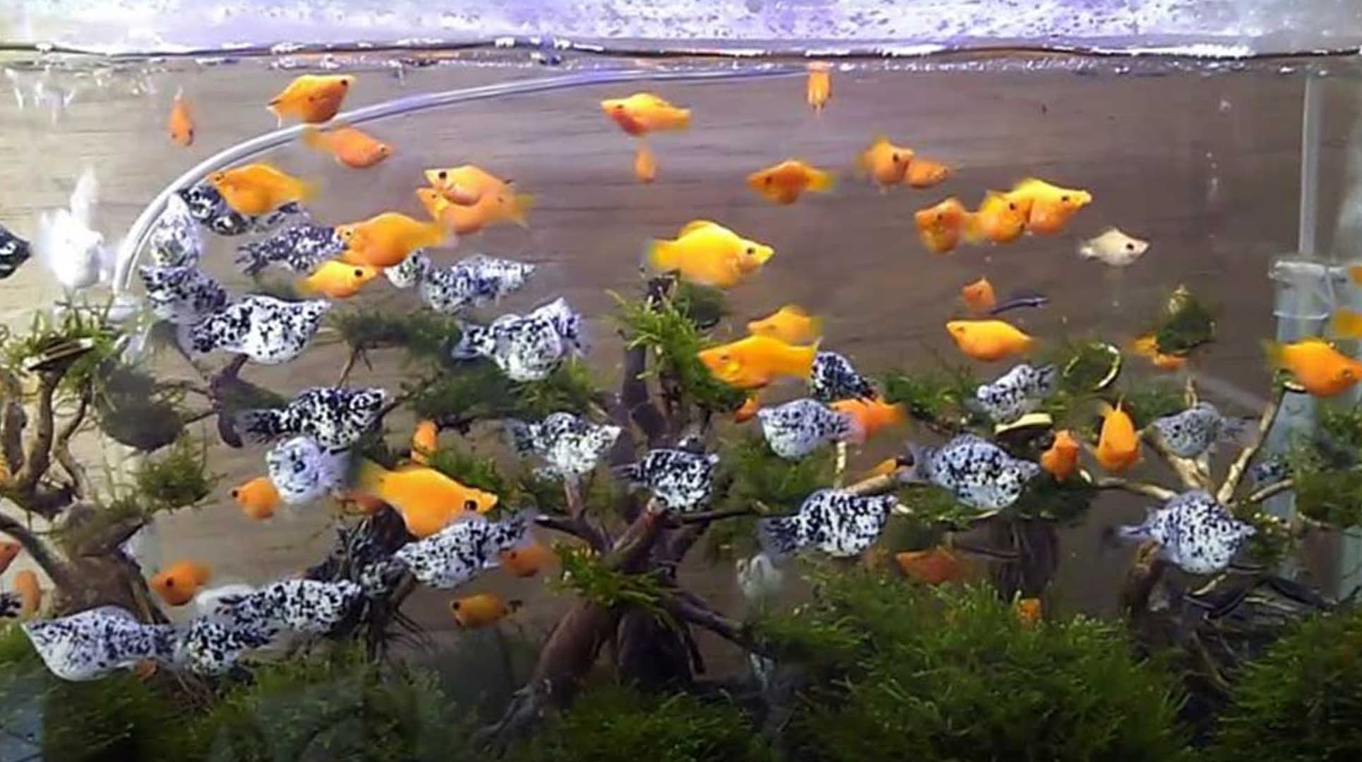 Ukuran Akuarium yang Tepat untuk Ikan Molly dan Tips Perawatannya