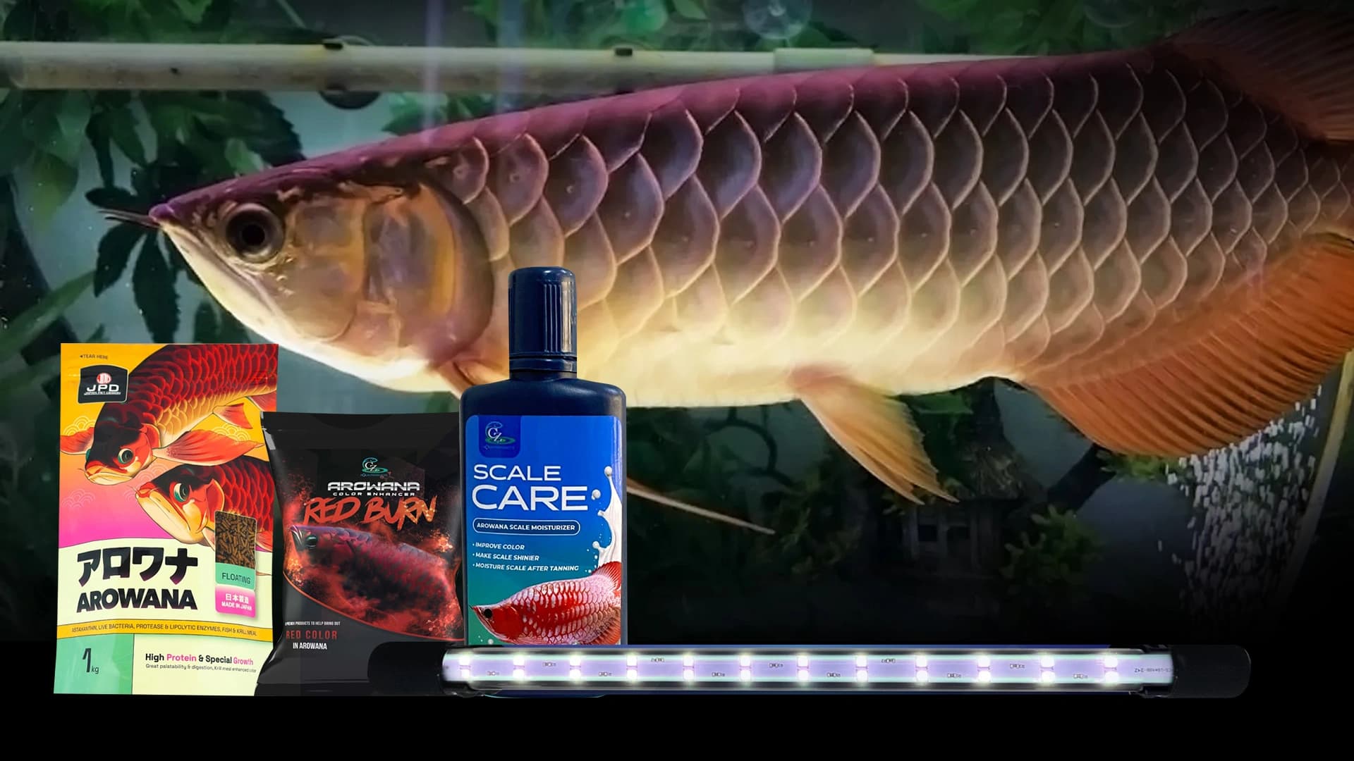 4 Produk ini Dapat Merawat Arowana Berkualitas Tinggi