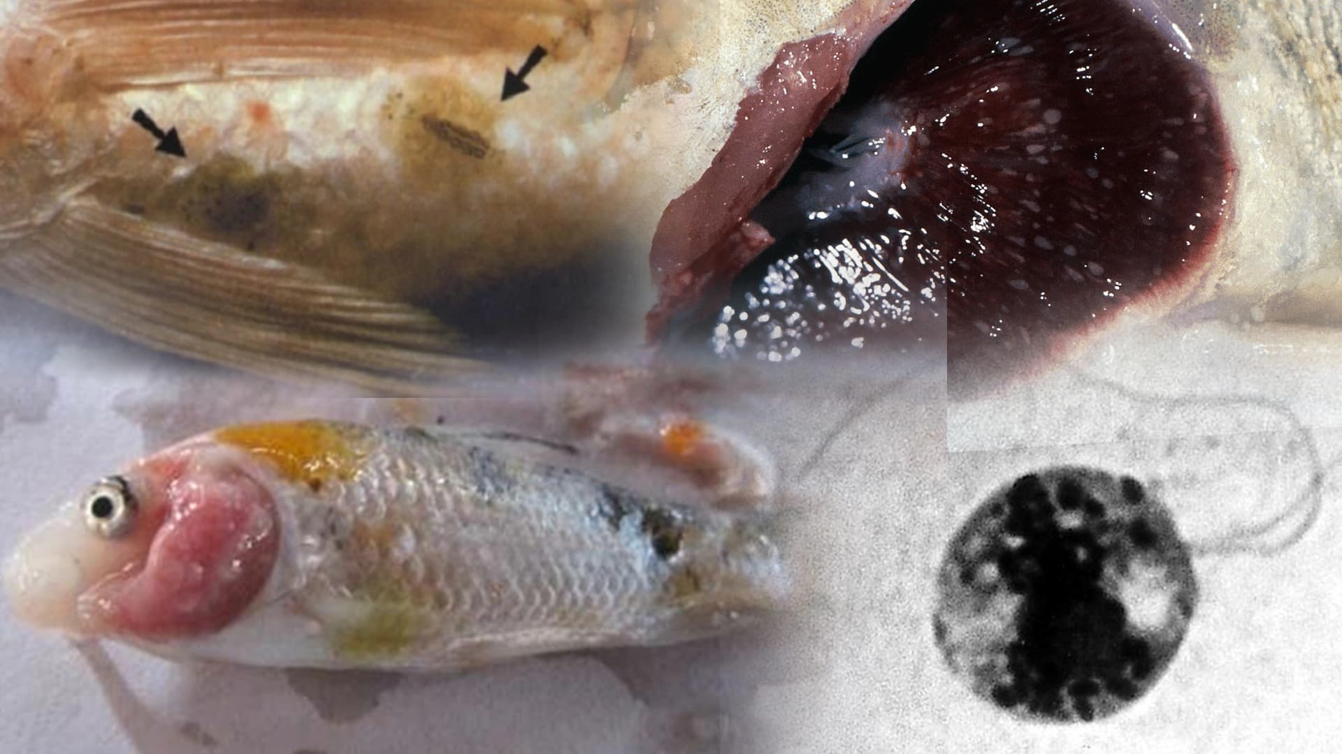 9 Jenis Parasit pada Ikan Koi Serta Cara Mengobatinya