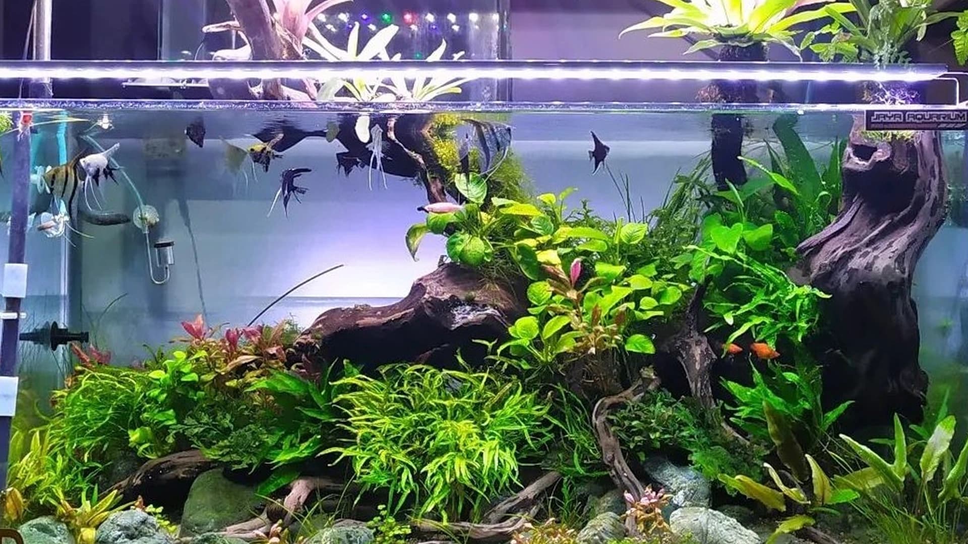 Cara Ciptakan Akuarium Ikan Hias yang Baik dan Menarik untuk Ikanmu