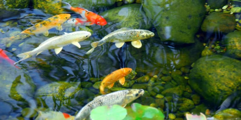 Cara Menjaga pH Air Kolam Seimbang