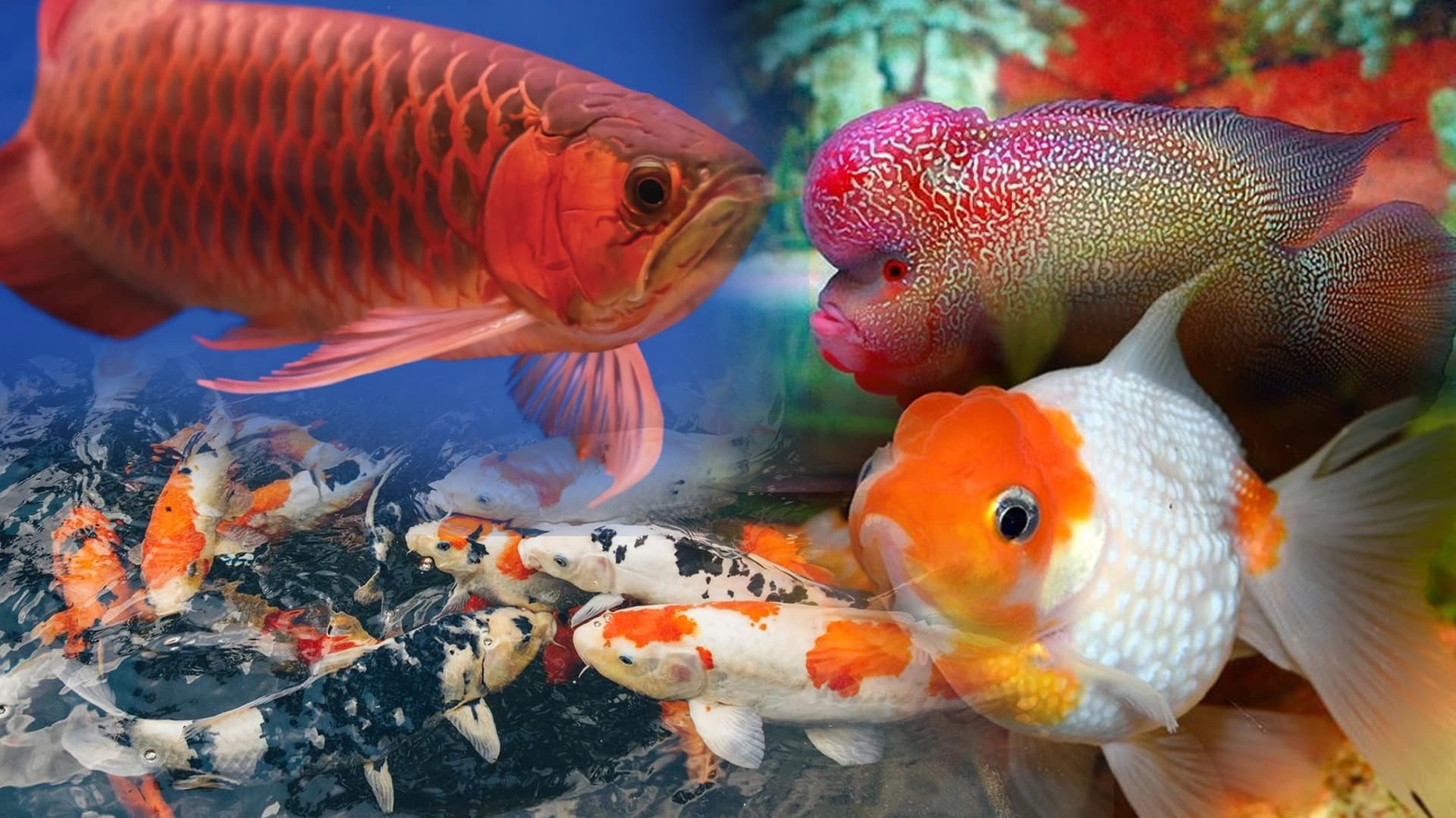 Ikan Hias Butuh Nutrisi Lengkap? Temukan Solusinya Di Sini!