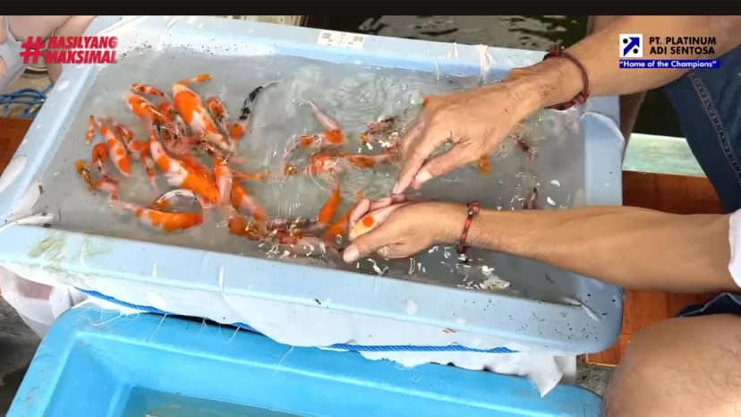 Manajemen Budidaya Ikan Koi yang Tepat